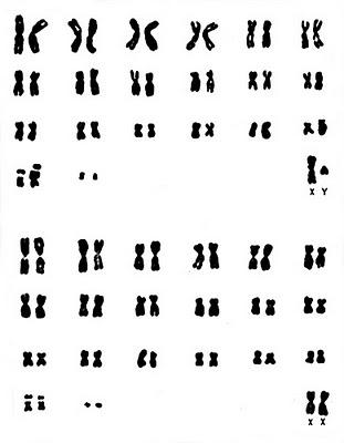 SCIENZA E NUTRIA (Myocastor coypus) – 2