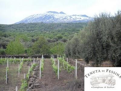 Carricante in purezza della Tenuta di Fessina: l'articolo di Alfonso S. Gurrera su Vitevinonews