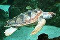 Loggerhead turtle delle Fiji (caretta caretta)