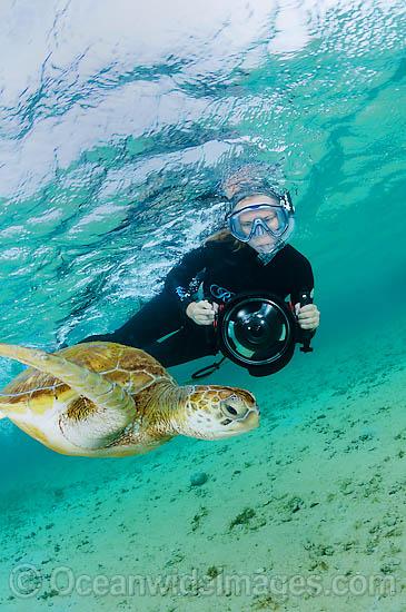 Seguendo una loggerhead turtle