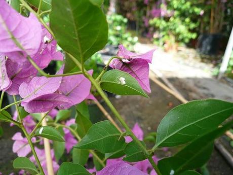 cocciniglia su bouganvillea