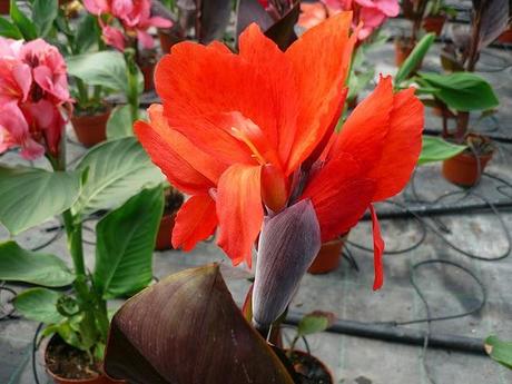 canna indica