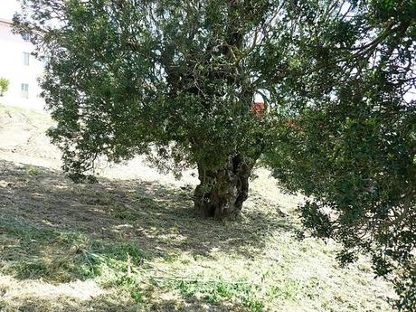 Pistacia lentiscus centenari