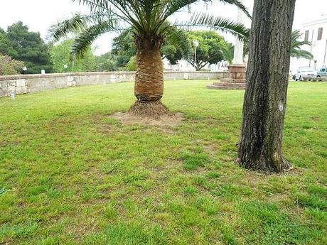 le palme e gli errori dei giardinieri