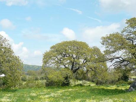 Quercus pubescens - Roverella in Sardegna