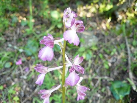 orchidee in Sardegna