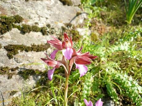 orchidee in Sardegna