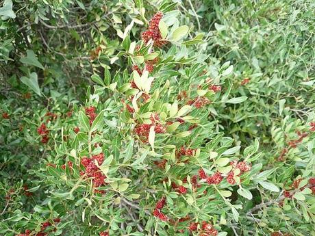 Pistacia lentiscus