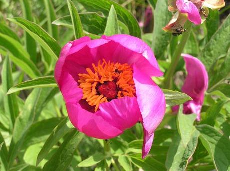 Rosa delle Streghe: la Peonia