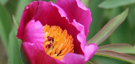 Rosa delle Streghe: la Peonia