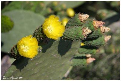 Intervallo post # Pantelleria