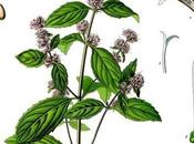 menta