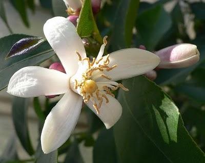 DALL'ARANCIO, I PREGIATI FIORI DELLE SPOSE