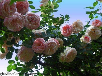 Una rosa. Pierre de Ronsard