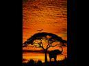 I  love AFRICA