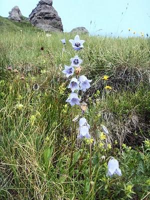 I FIORI DELLE DOLOMITI