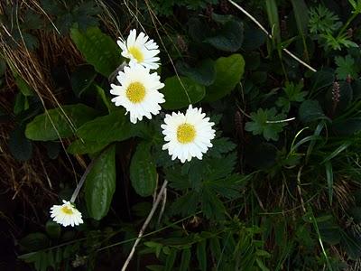 I FIORI DELLE DOLOMITI