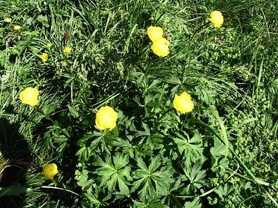 I FIORI DELLE DOLOMITI