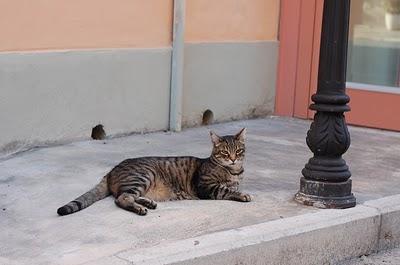 Gatti in autunno (ovvero: quando hai una rubrica arriva il giorno in cui non sai più cosa scriverci)