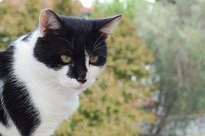 Gatti in autunno (ovvero: quando hai una rubrica arriva il giorno in cui non sai più cosa scriverci)