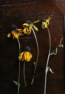 Come essiccare e usare i fiori secchi