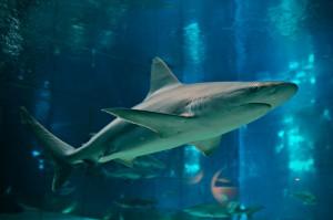 Squalo all'acquario di Genova