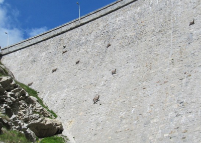 FOTO DEL GIORNO 28 SETTEMBRE 2011 : FANTASTICI STAMBECCHI SULLE PARETI SCOSCESE DELLA DIGA DI CINGINO