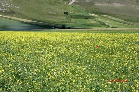 La Fiorita di Castelluccio di Norcia e Uto Ughi