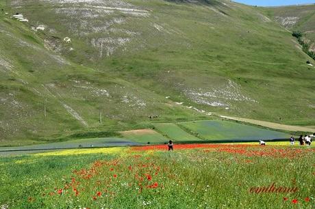 La Fiorita di Castelluccio di Norcia e Uto Ughi