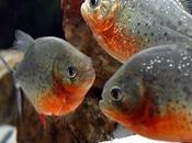 Piranha attaccano oltre persone Brasile