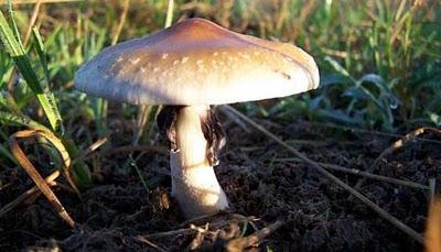 Funghi allucinogeni potrebbero modificare radicalmente la personalità Funghi allucinogeni