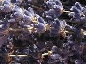 [IDEA RICICLO] Lavender bags Sacchettini lavanda