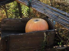 Prepariamoci ad accogliere l’autunno con gli alimenti colorati