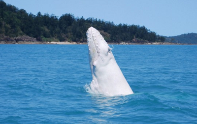 FOTO DEL GIORNO 29 SETTEMBRE 2011 : BALENA BIANCA AVVISTATA IN AUSTRALIA