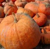 Festa della Zucca a Piegaio di Lucca