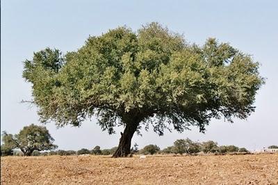 Cosmetici eco-bio all'Olio di Argan!