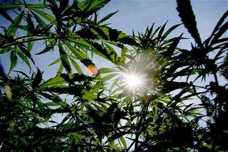 marijuana Napoli: Piantagione di marijuana sequestrata, un arresto