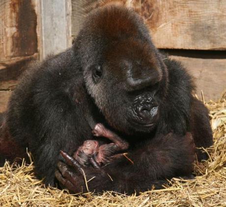 Furry much in love: Salome cradling her newborn gorilla baby, still wet seconds after being born at Bristol Zoo Gardens yesterday. The baby's father Jock, is also bonding with the new arrival