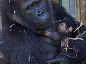 tutte belle mamme mondo (anche quelle gorilla!)