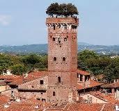 Lucca torre Guinigi