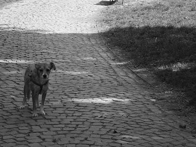 ODE AL CANE - Pablo NerudaIl cane mi domandae non rispond...