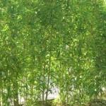 siepe di bambù