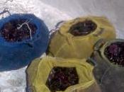 Cinisi. Pesca oltre 3000 ricci, arrestato giovane pescatore