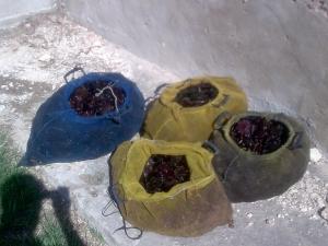 Cinisi. Pesca oltre 3000 ricci, arrestato giovane pescatore