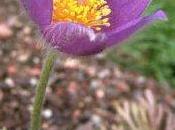 Cos'è Pulsatilla Nigricans?