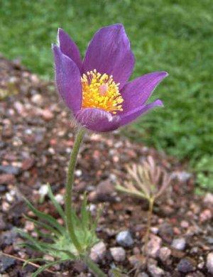 Pulsatilla nigricans - rimedi omeopatici