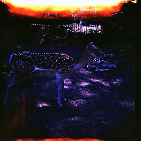 LOMOGRAPHY • Diana F+ e Fuji T64 RTP (parte 1)