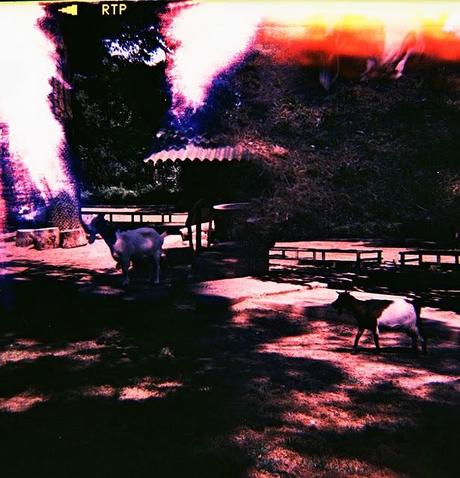 LOMOGRAPHY • Diana F+ e Fuji T64 RTP (parte 1)