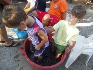 La vendemmia fatta dai piccoli