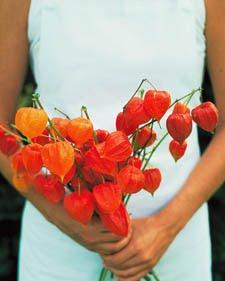 Physalis alkekengi _lanterne cinesi